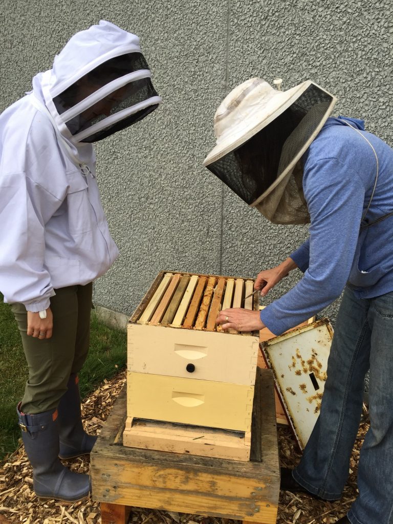 checking_the_new_hive