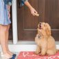 Hand giving homemade treat to puppy on front doorstep