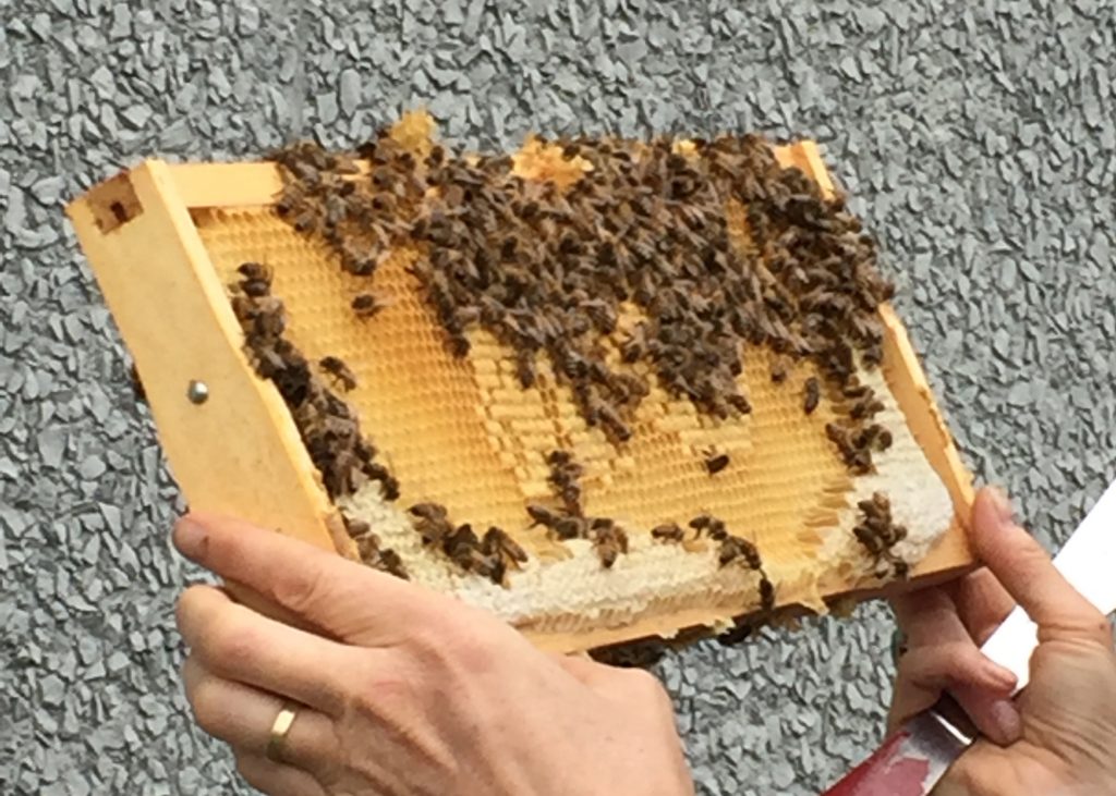 New Honey Bees have Arrived!