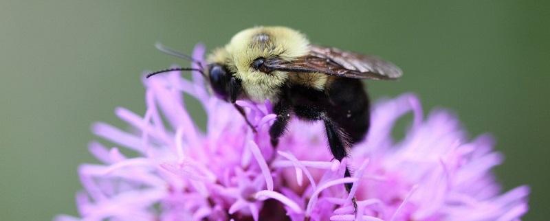Honeybee Awareness